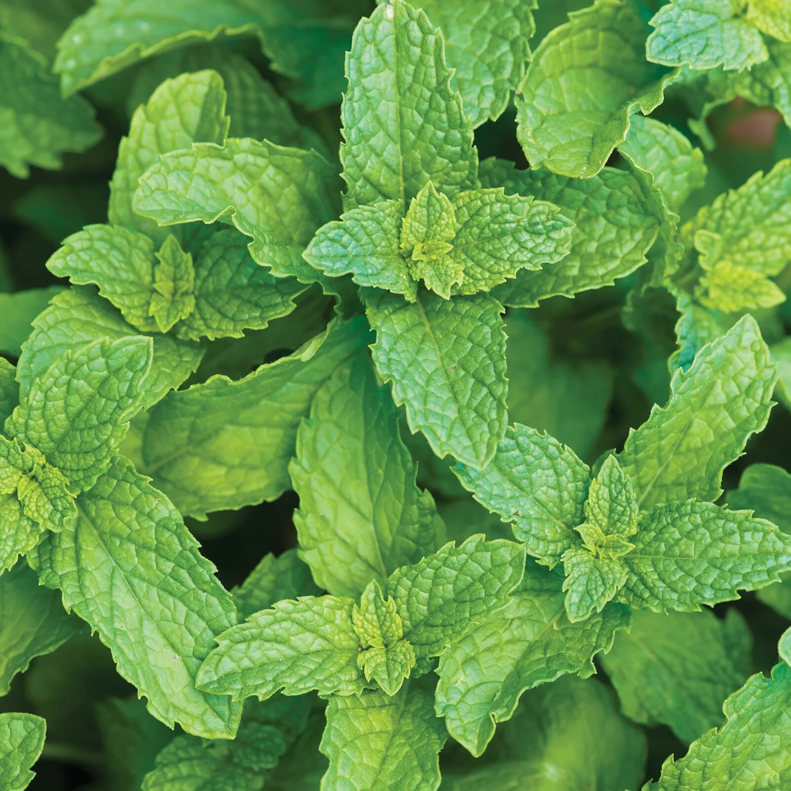 Burpee Common Spearmint Herb Seeds Container Friendly Partial Sun Seed Packet
