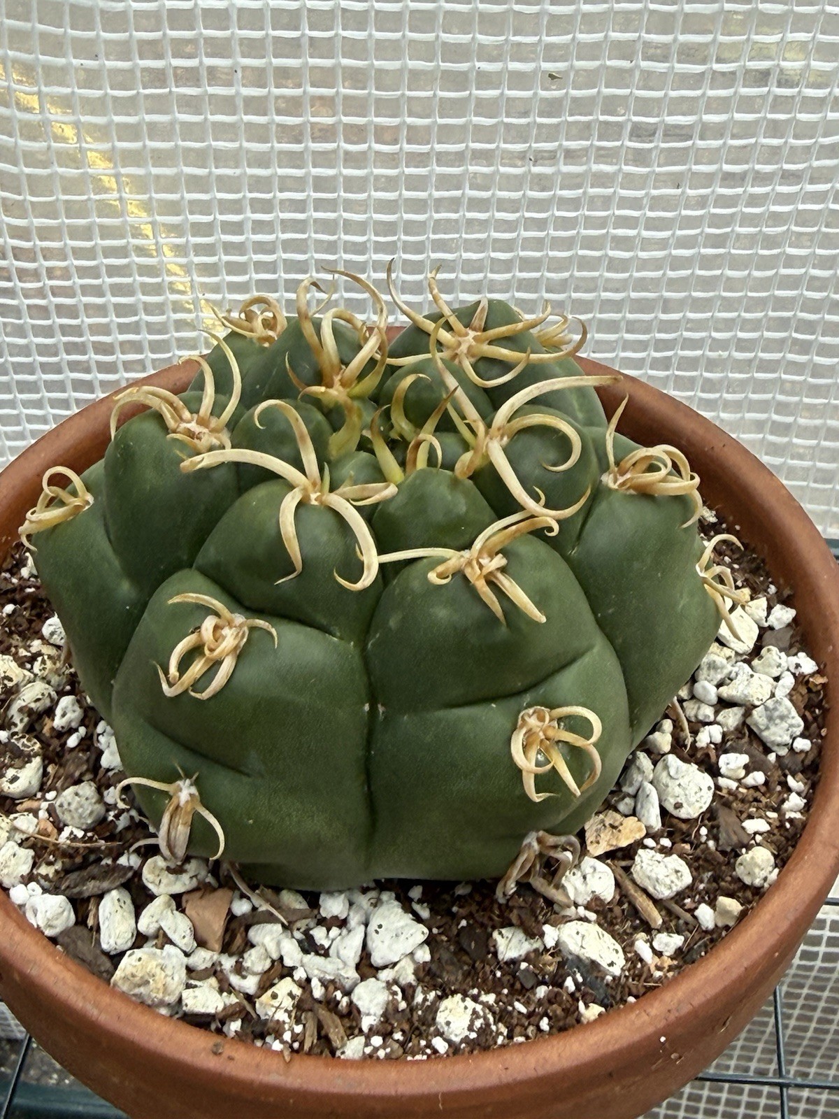 Gymnocalycium denudatum V. Braziliansis / Reaching 5 Inch Wide Now!