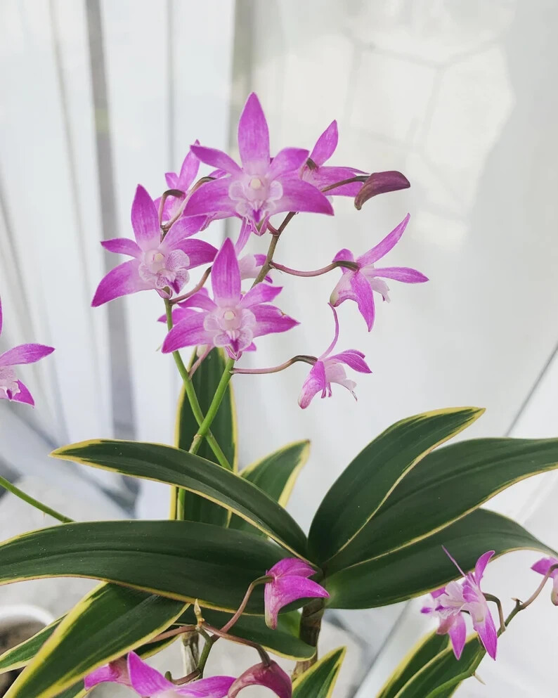 Fragrant Orchid Dendrobium Kingianum variegated Compact Grow In 3″ Pot