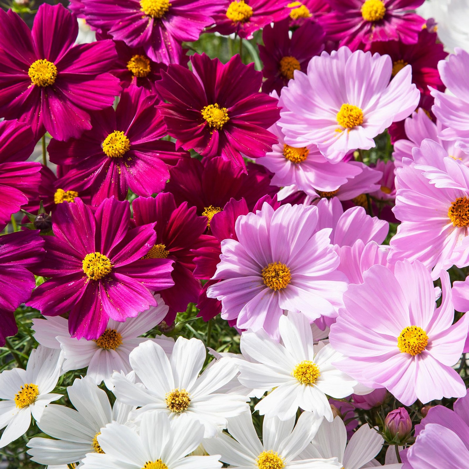Perennial Cosmos Mixed Seeds 2000+ Non-GMO Vibrant Colors – Attracts Pollinators
