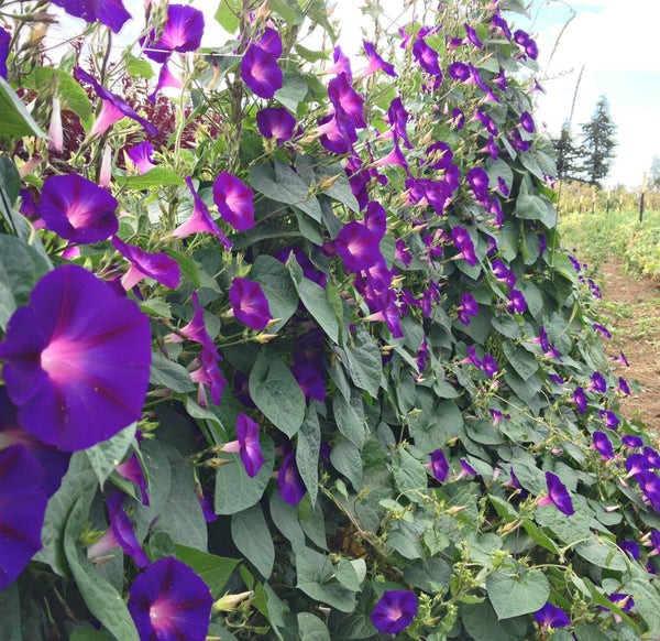 Morning Glory Granpa Ott Vine Seeds Free Shipping!