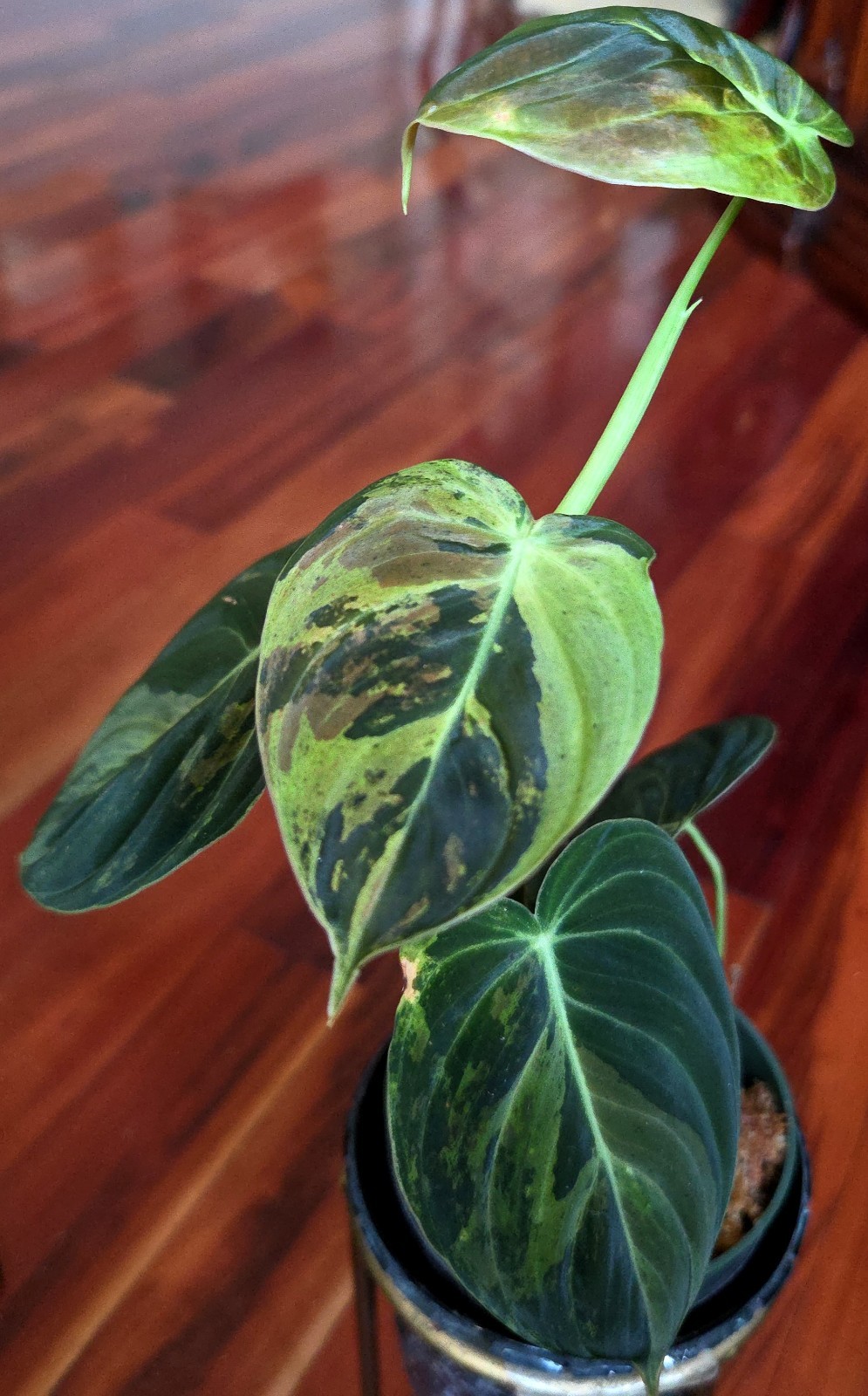 Rare Philodendron Variegated Melanochrysum 13″ Tall Not Anthurium Aroid Monstera