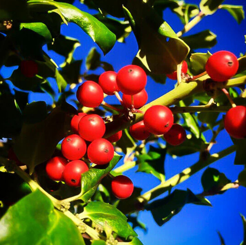 China Girl Holly – Live Plant in 4″ Pot (6–12″ Tall)