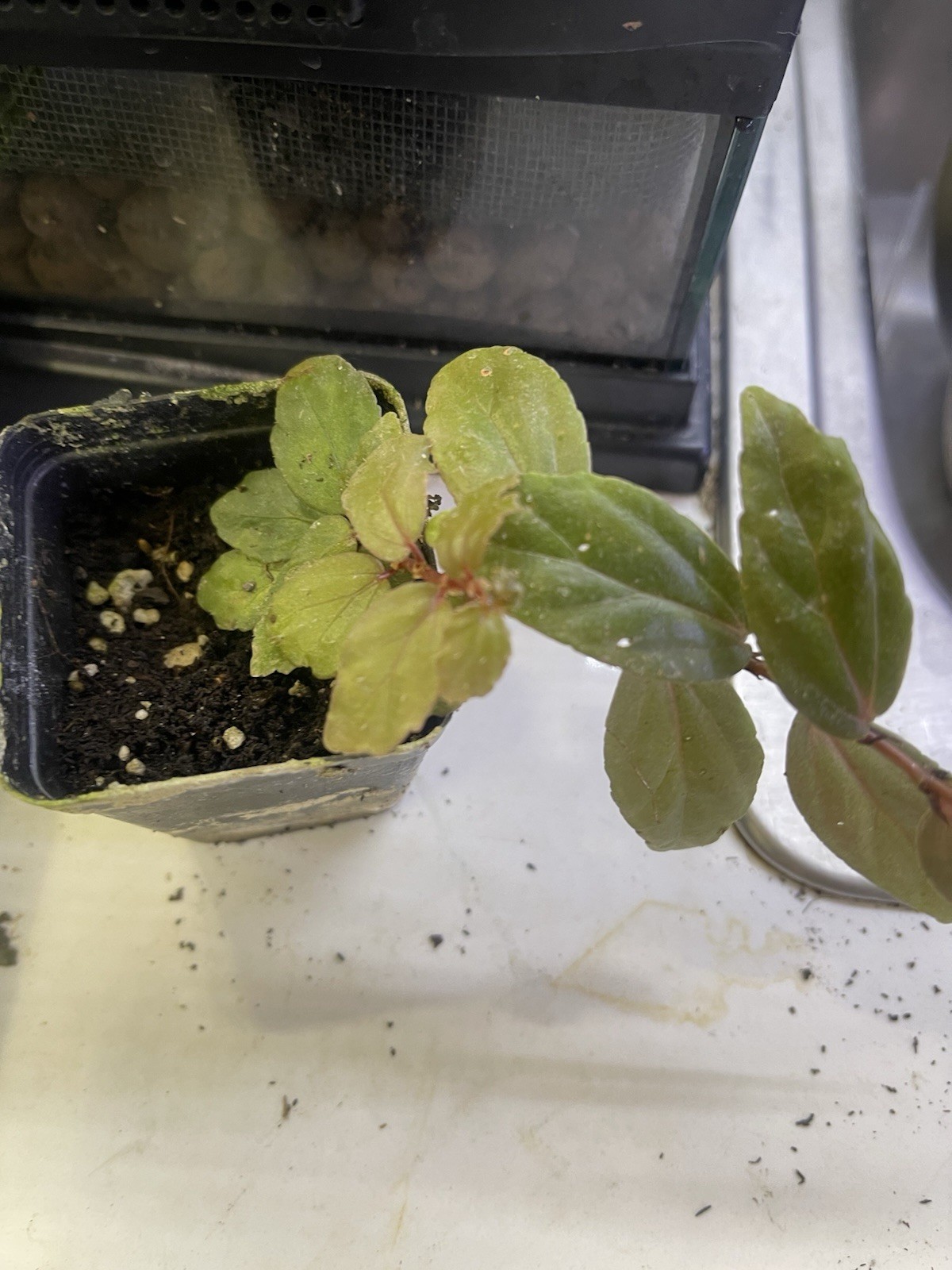Begonia Glabra Vining Terrarium Plant Cutting Climbing Sorrel Red Green Leaves