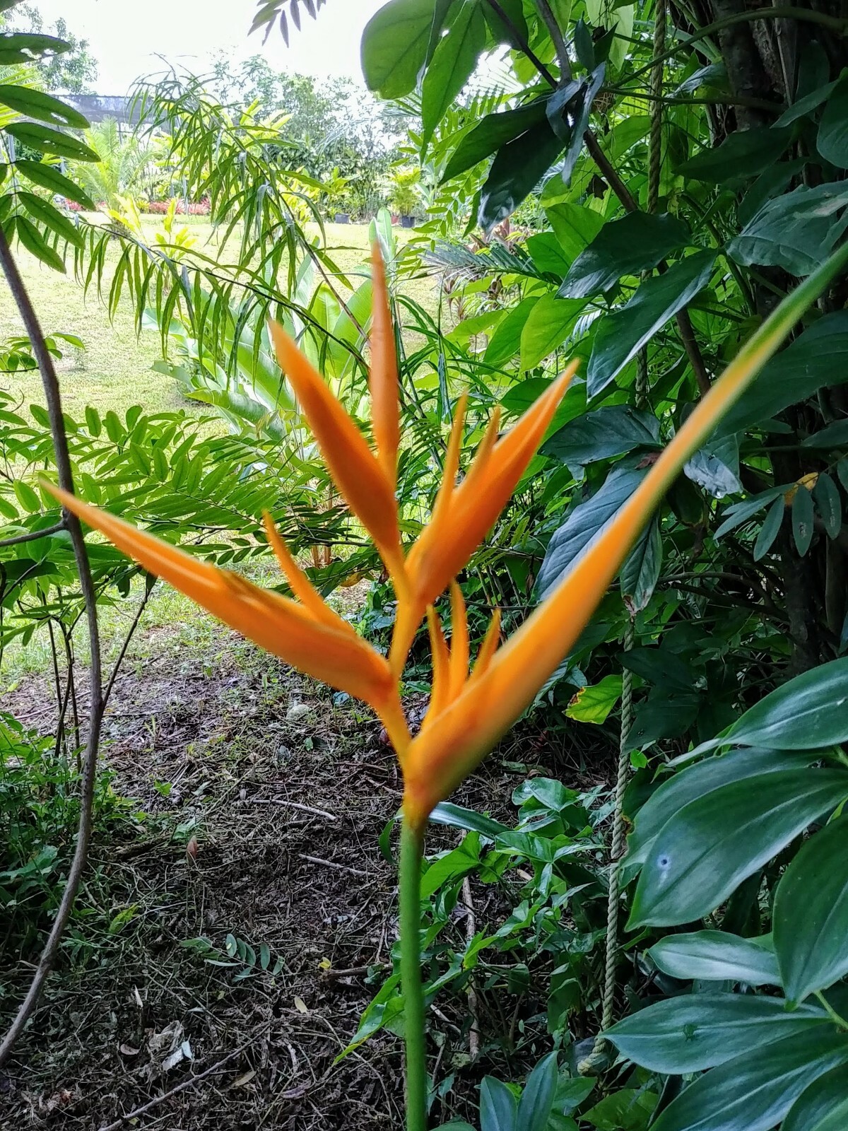 2 DWARF HELICONIA GOLDEN TORCH LIVE RHIZOMES TROPICAL PLANT