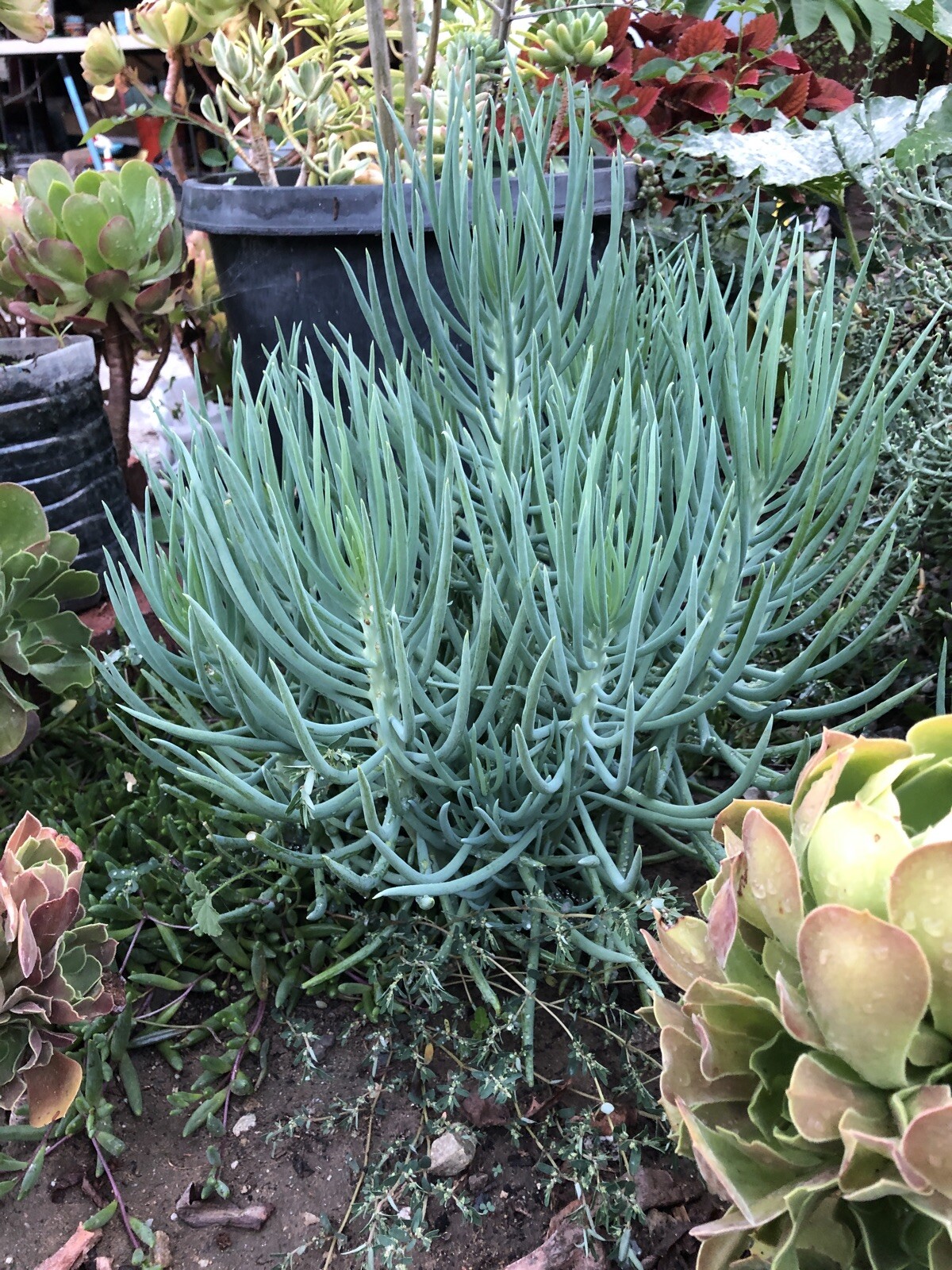 4 Senecio Vitalis Blue Serpents Chalk Fingers Sticks Succulent Plant 10”+Cutting