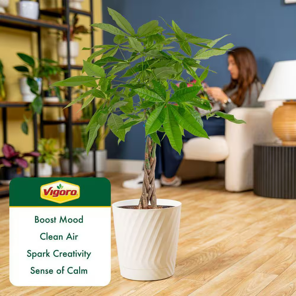 Pachira Braid Indoor Money Tree Plant in 10 In. Decor Planter Avg. Shipping Heig