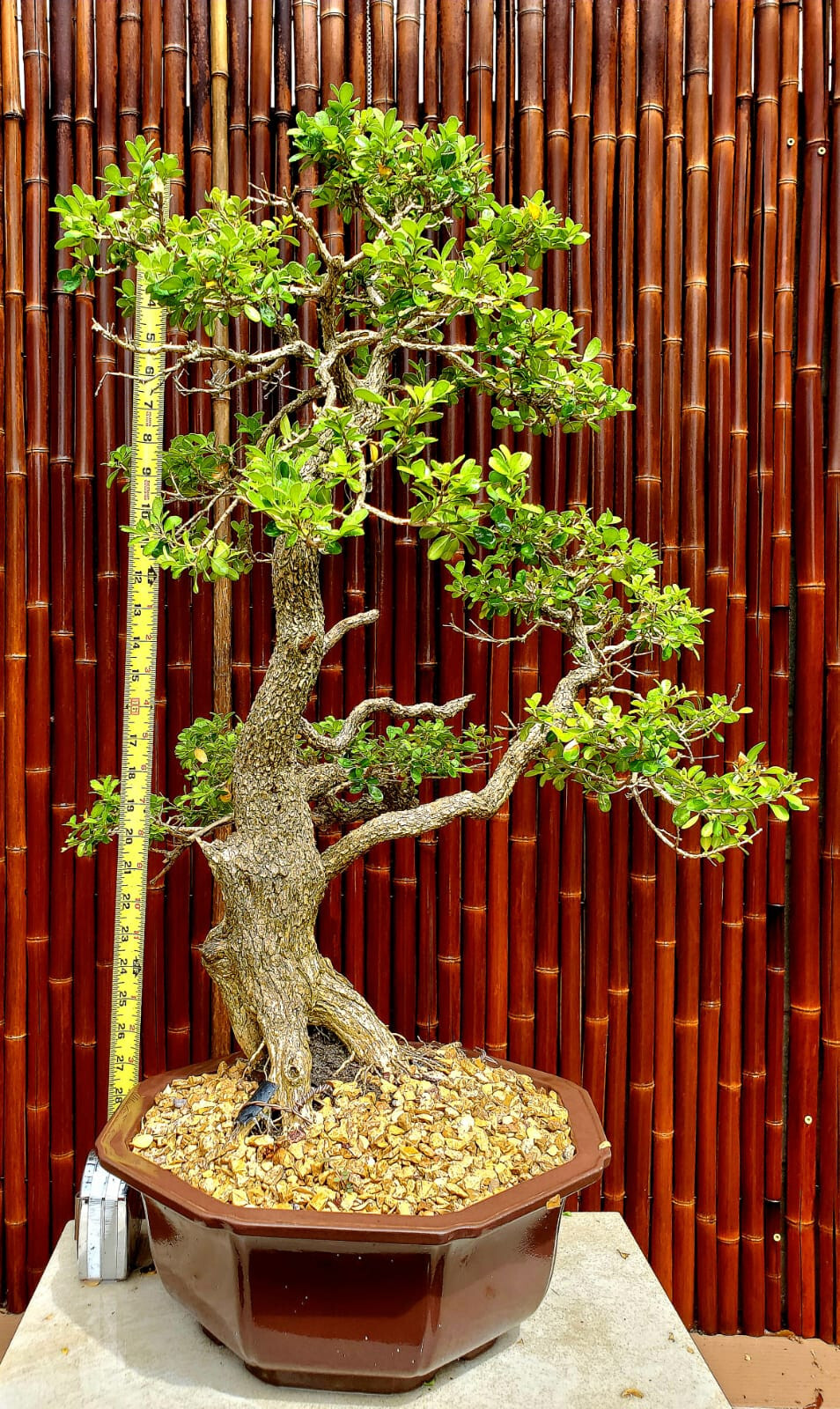 Exquisite Japanese Boxwood Bonsai: Finished Single Trunk Nebari – Must-Have! 32″