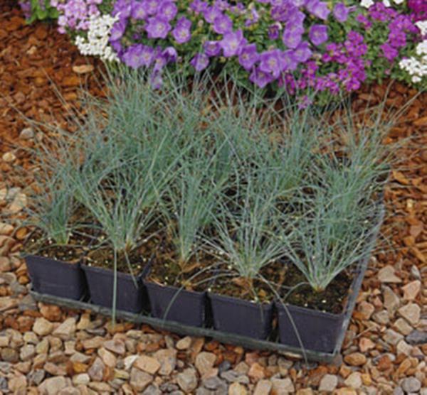 Ornamental Grass Seed – Fescue Amethystina Seeds