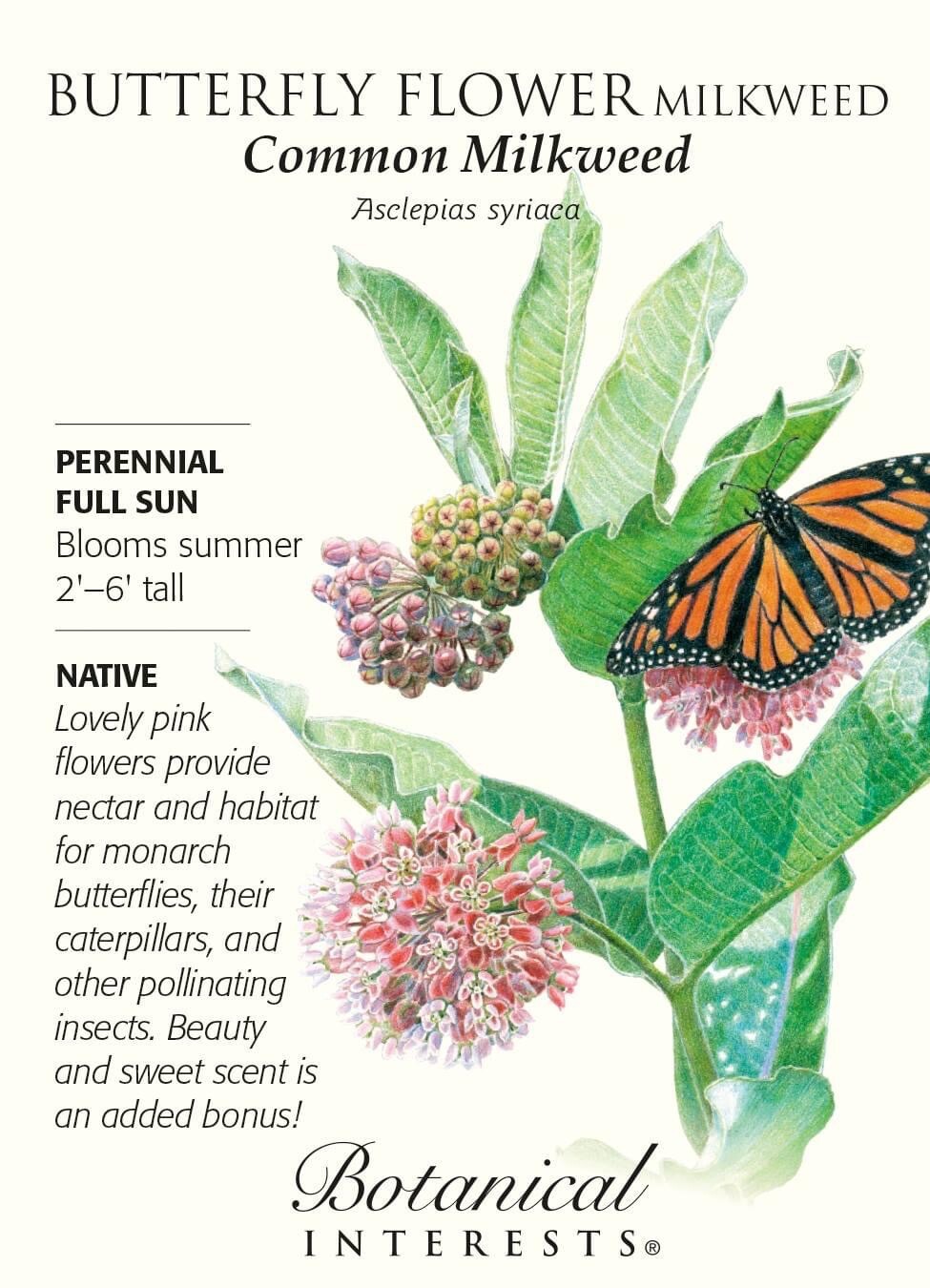 Common Milkweed 100+ seeds (Asclepias syriaca) Help Monarch Butterflies