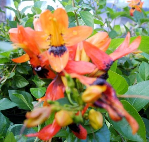 HUMMINGBIRD BUSH Unusual Tropical Plant Orange Flower Attracts Hummingbirds
