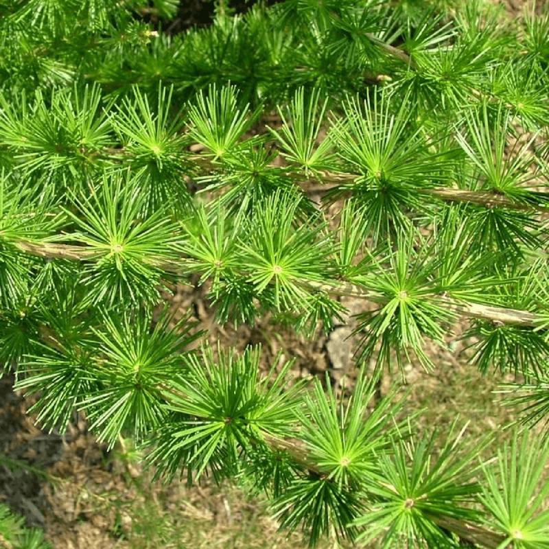 3 Japanese Larch Larix Kaempferi 5-10 Inches Tall Ideal for Bonsai or Landscape
