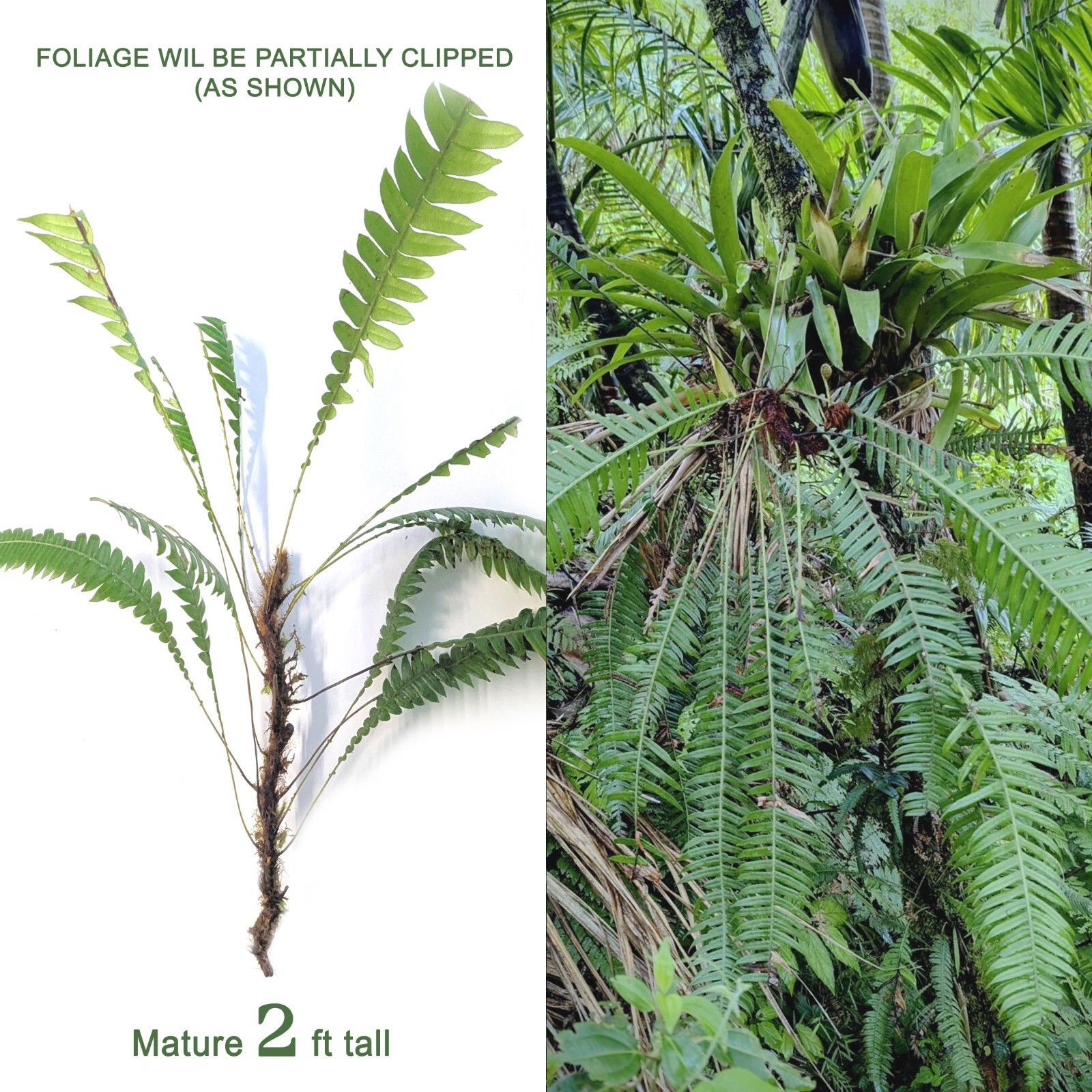 Mature 2 ft EX Rare Bare Rhizome: CLIMBING Blechnum Attenuatum Rare Unique fern