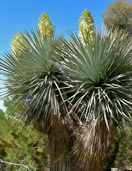 10 BLUE YUCCA TREE SEEDS (Yucca rigida) Exotic “RARE” Agave Cold Hardy~Zone 5