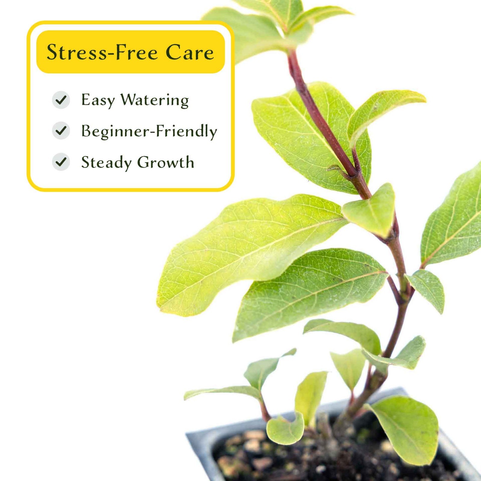 2 Spring Bouquet Viburnum Plants in 3.5″ Cube, Evergreen Flower Shrub (Viburnum)