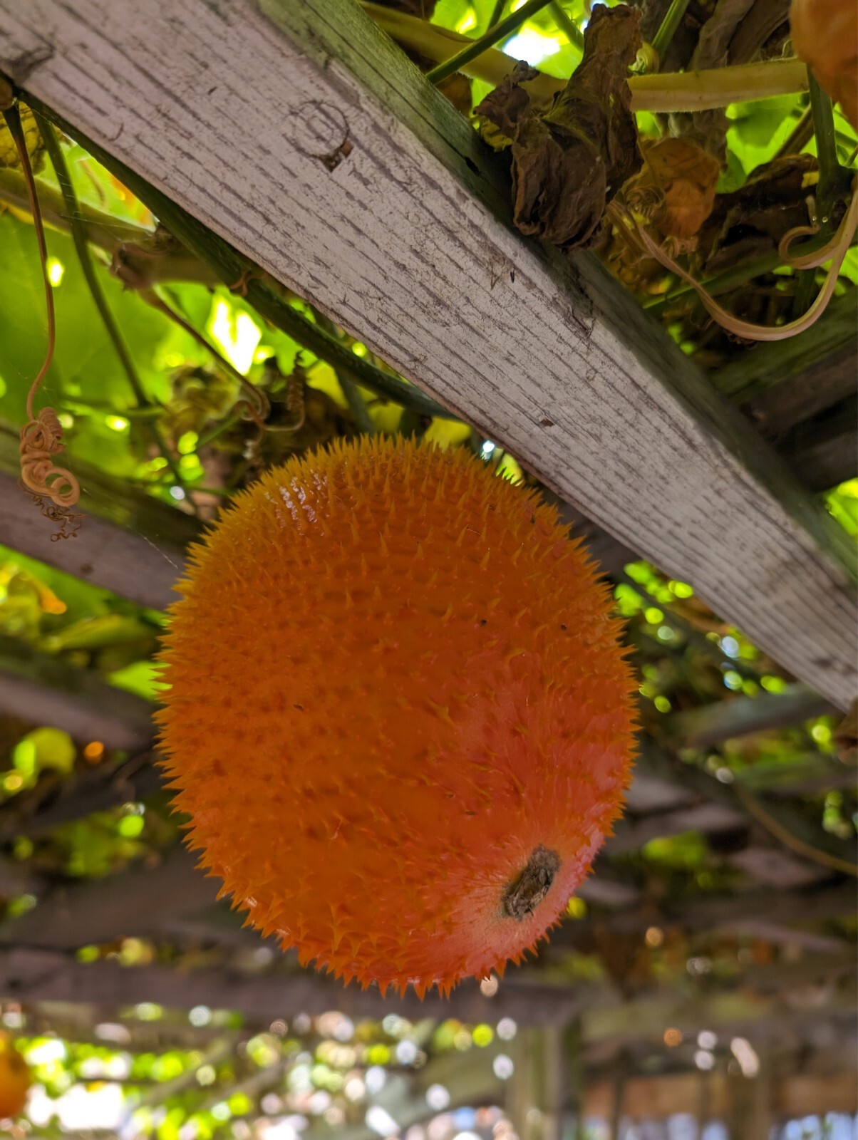 Dec 2025 Harvest | 10 Gac Fruit Seeds | Momordica Cochinchinensis | Hạt Trái Gấc