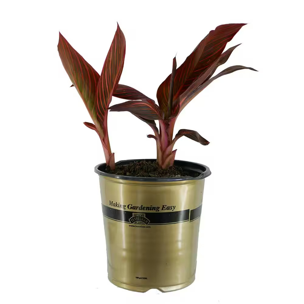 1.0 Gal. Annual Canna Tropicanna Original