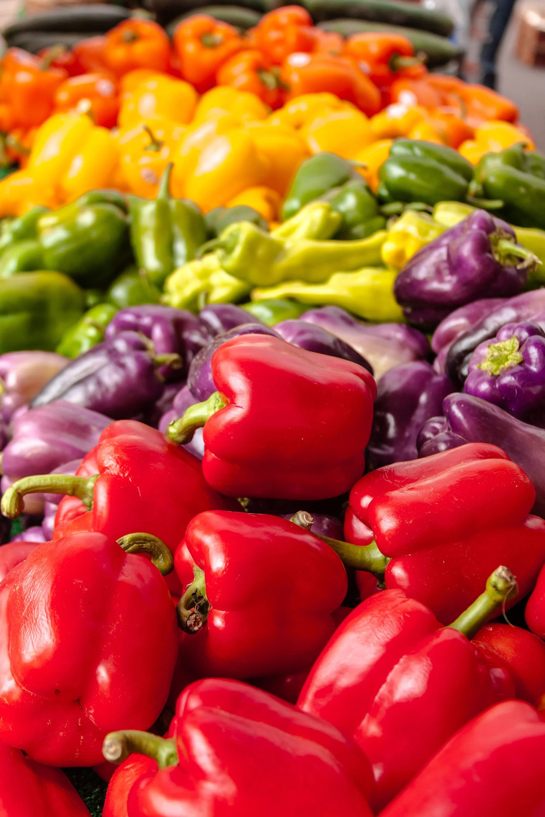 150 RAINBOW BELL PEPPER Sweet Red, Green, Yellow, Orange, Purple, Brown, &