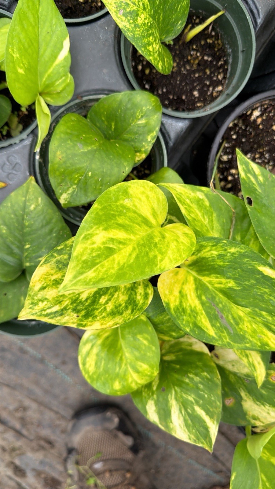 4 Rare Pothos Collection | Live Nod Plants | Cebu Blue Manjula Marble Golden