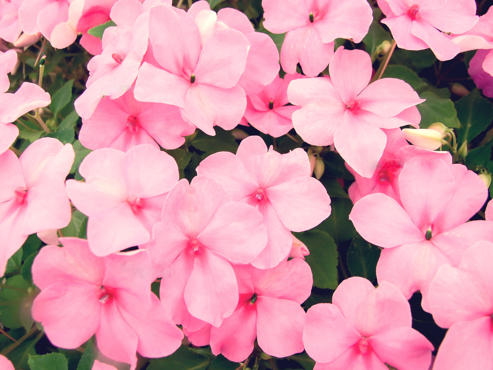 50 DWARF PINK IMPATIENS Walleriana Sun or Full Shade Flower Seeds *Flat Shipping