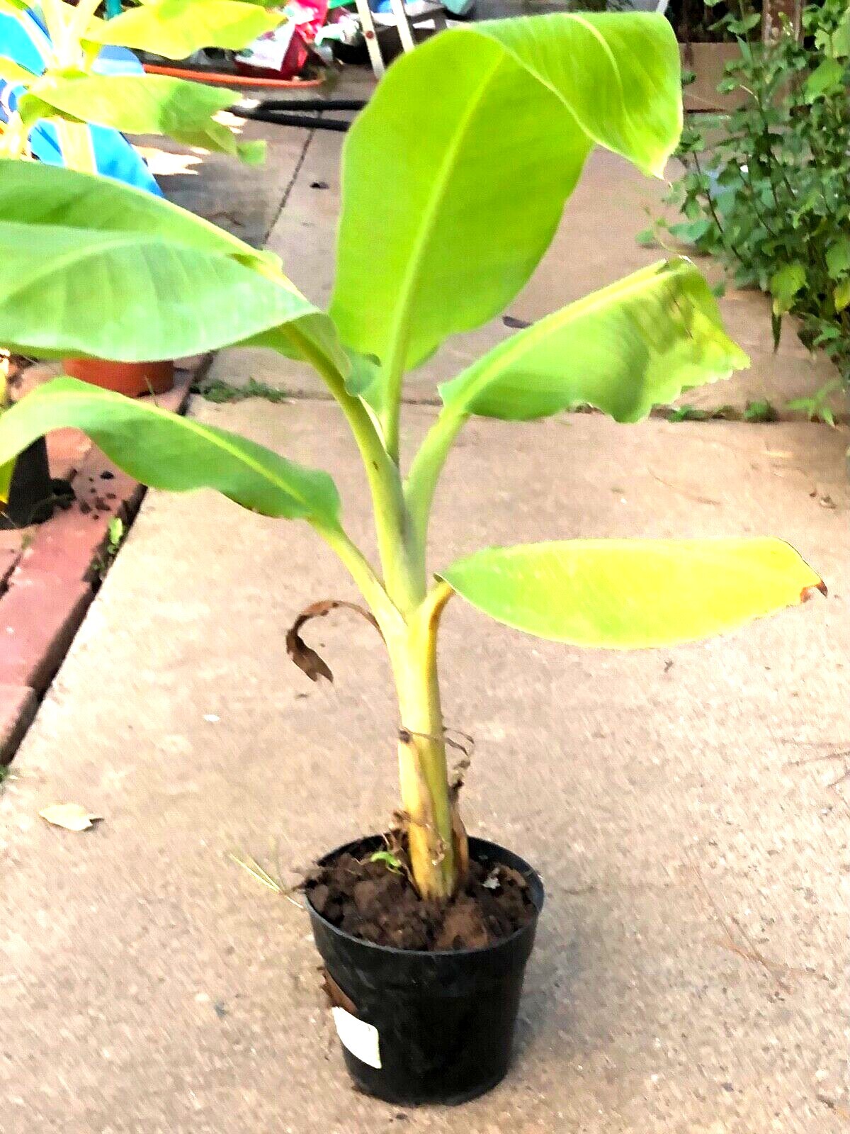 ORGANIC Musa -Dwarf Cavendish -10″-50″ Banana Tree Ready to grow up Select Size