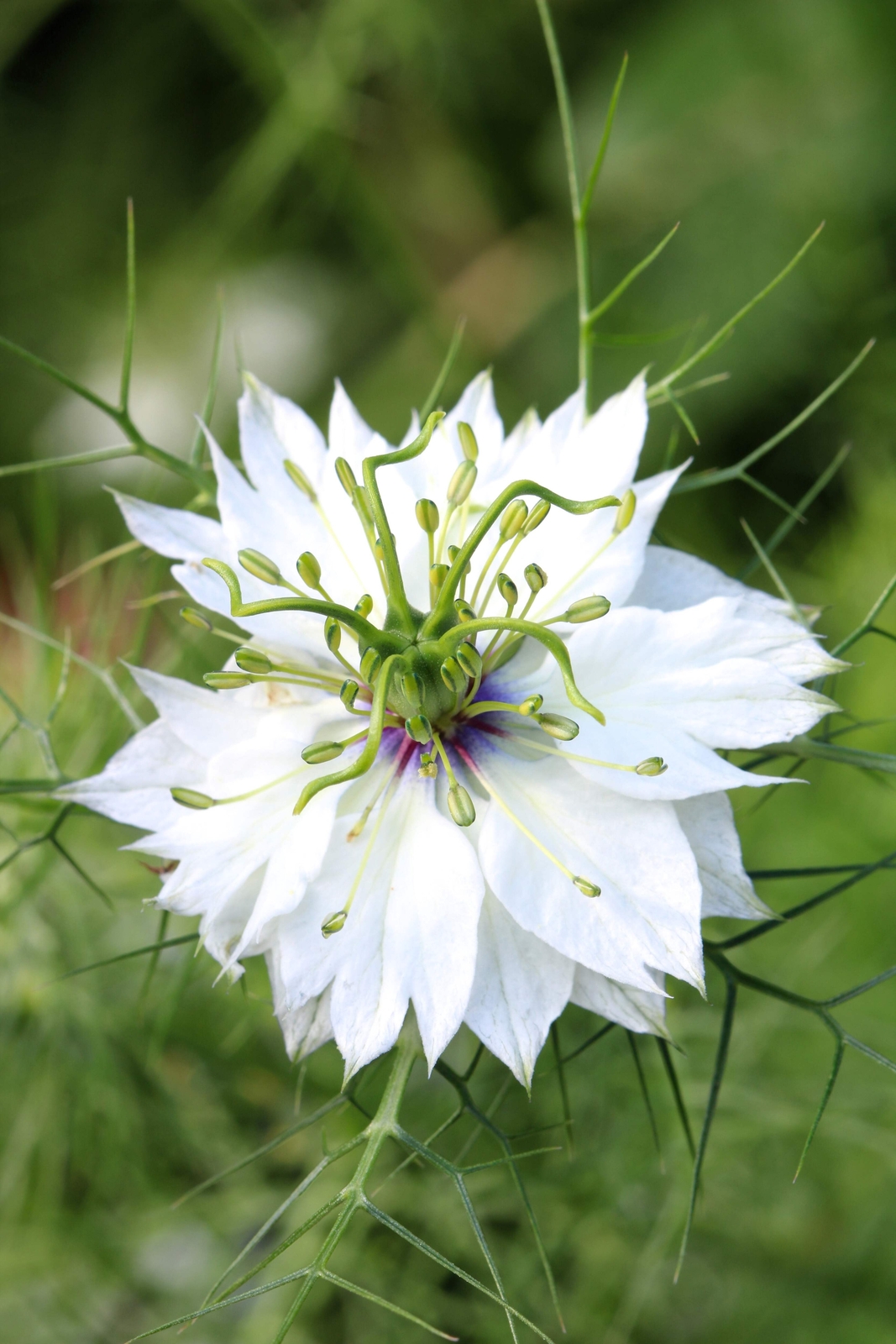 500 WHITE LOVE IN A MIST Nigella Damascena Flower Seeds *Flat S/H