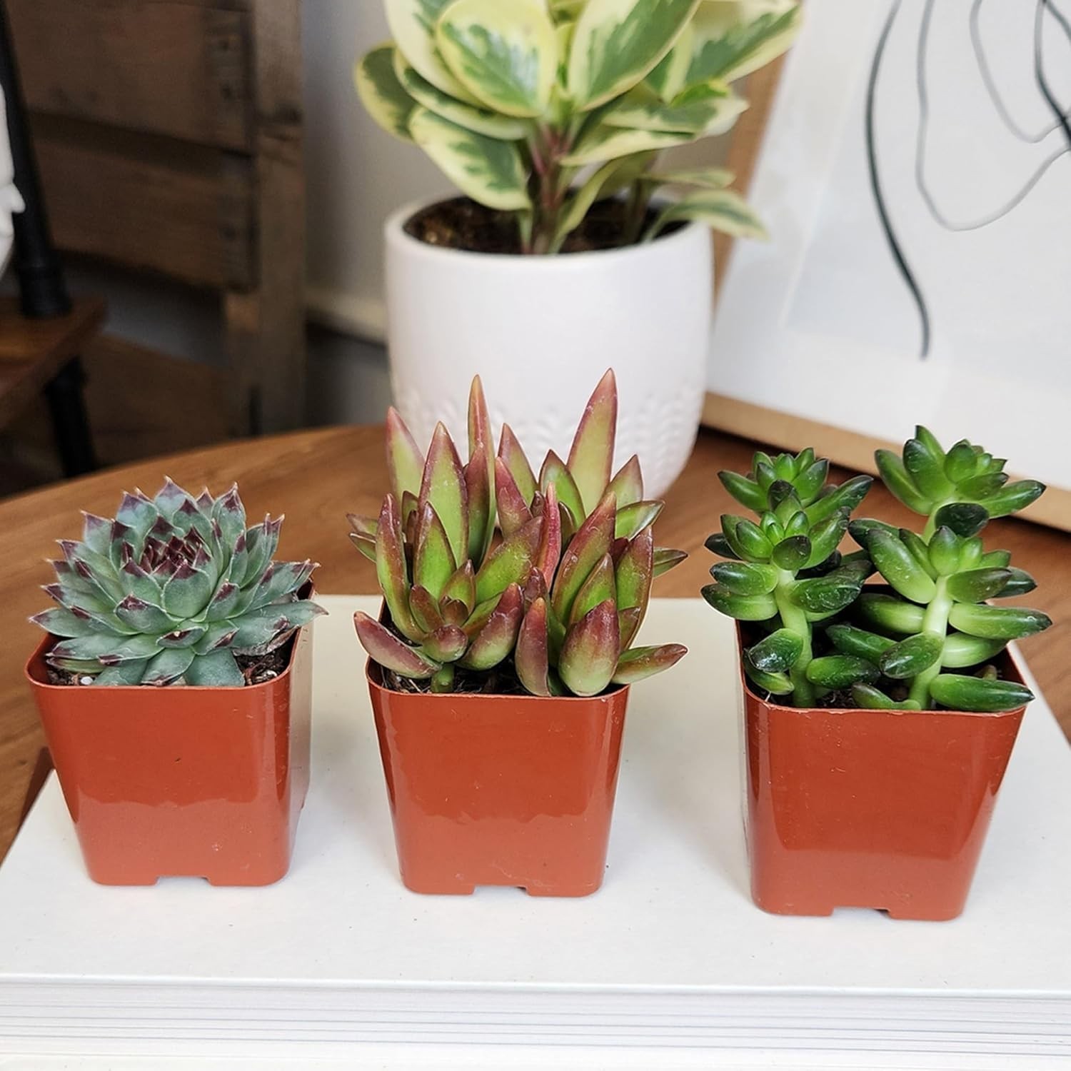 Set of 6 Potted Succulents Live House Plants Indoor Garden Decor