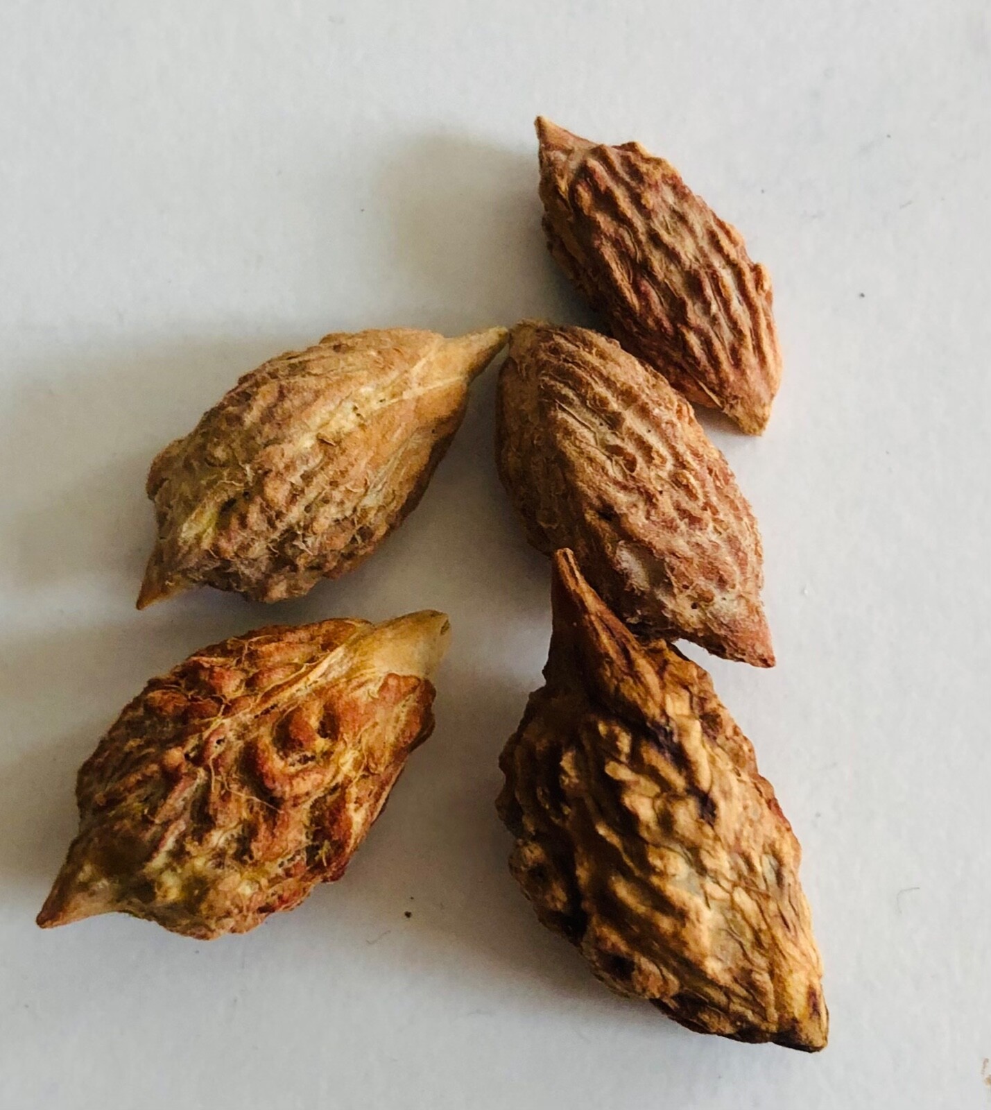 10PCS Chinese Date, Ziziphus jujube, Tree Seeds (Showy, Edible, Hardy, Fast)