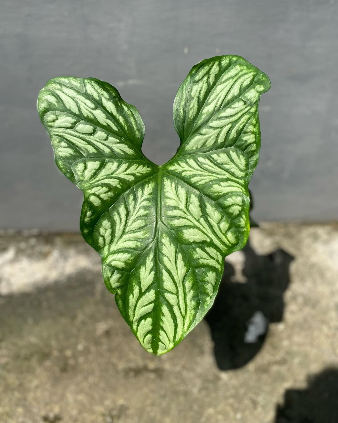 Cercetis Mirabilis Real Photo Very Beauty Live Plant