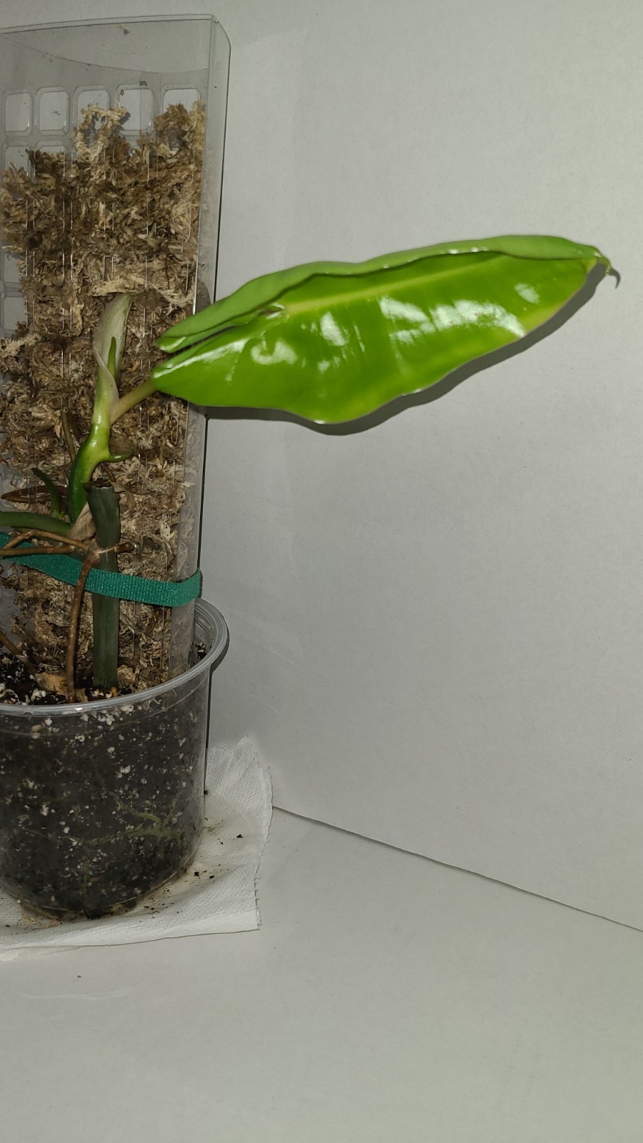 philodendron burle Marx With Moss Pole In 5 Inch Pot. 17 Inches Tall