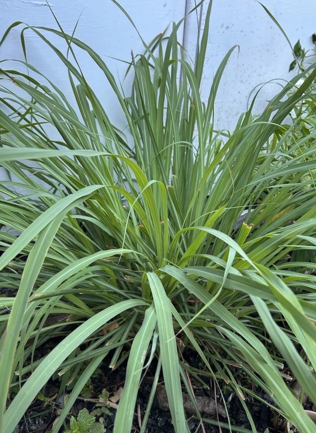 5-Pack Lemon Grass Live Plants (7–10 Inches Tall) Rooted Lemongrass