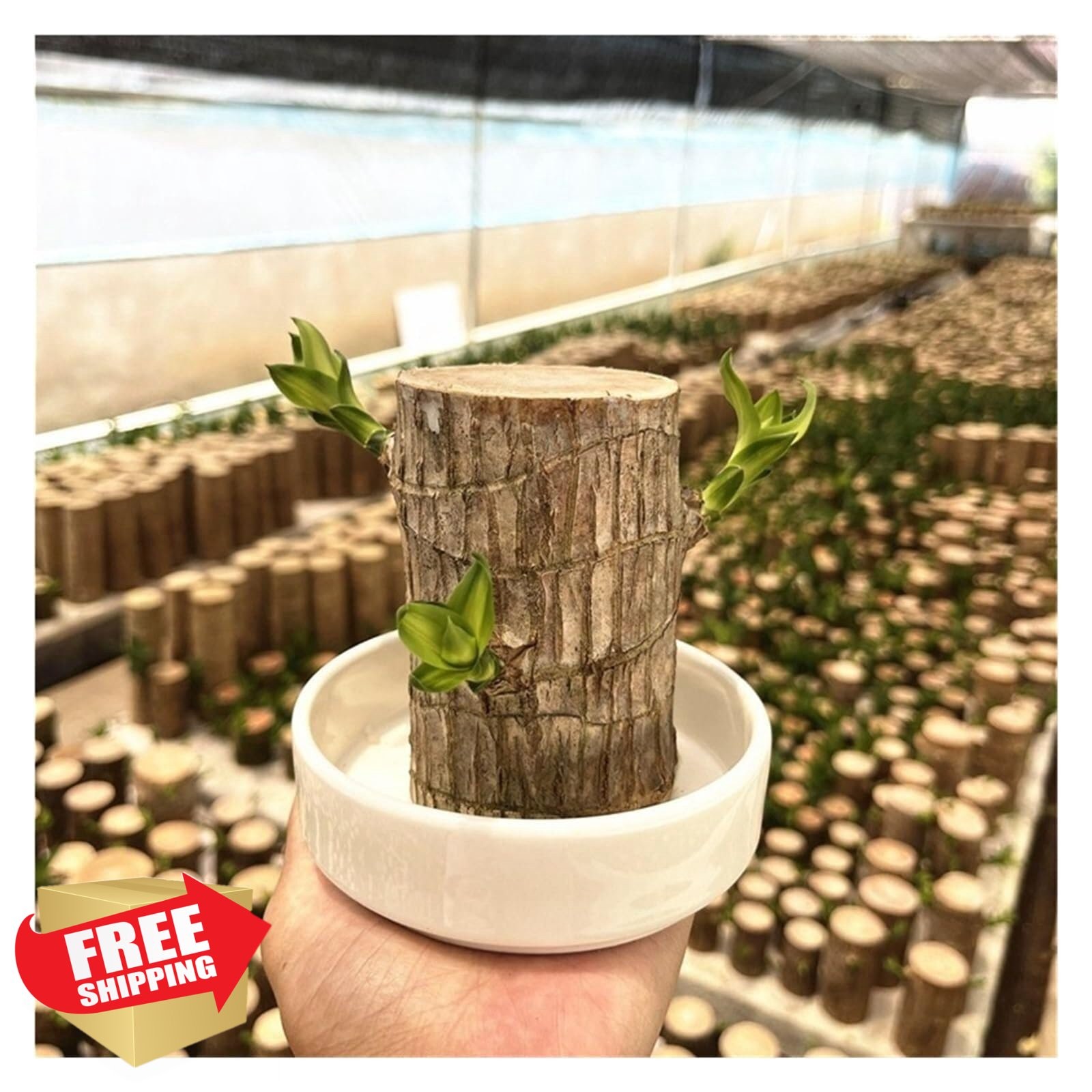Brazilian Wood Plant Live Tree