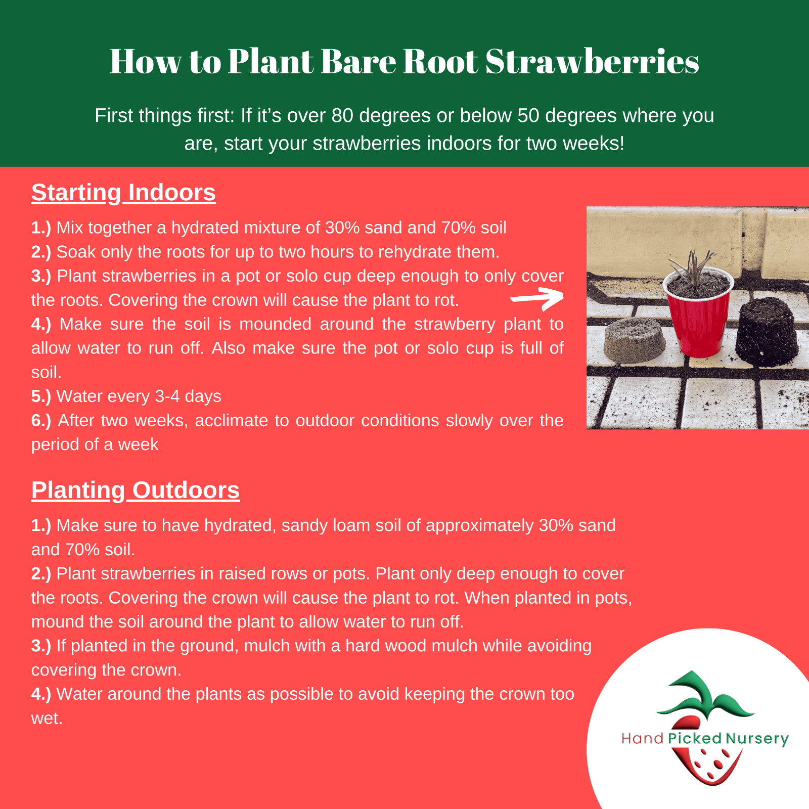 15 Albion Strawberry Roots – Bare Root Plants | Day-Neutral Everbearing Variety