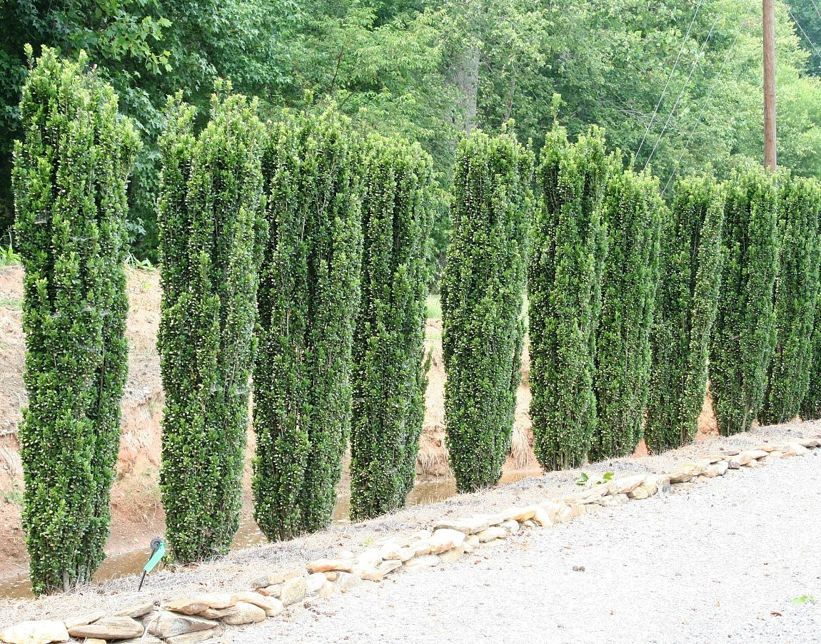 Sky Pencil Holly Live Plant – Ilex Crenata Sky Pencil – 6-12″ Tall – Zones 5-9
