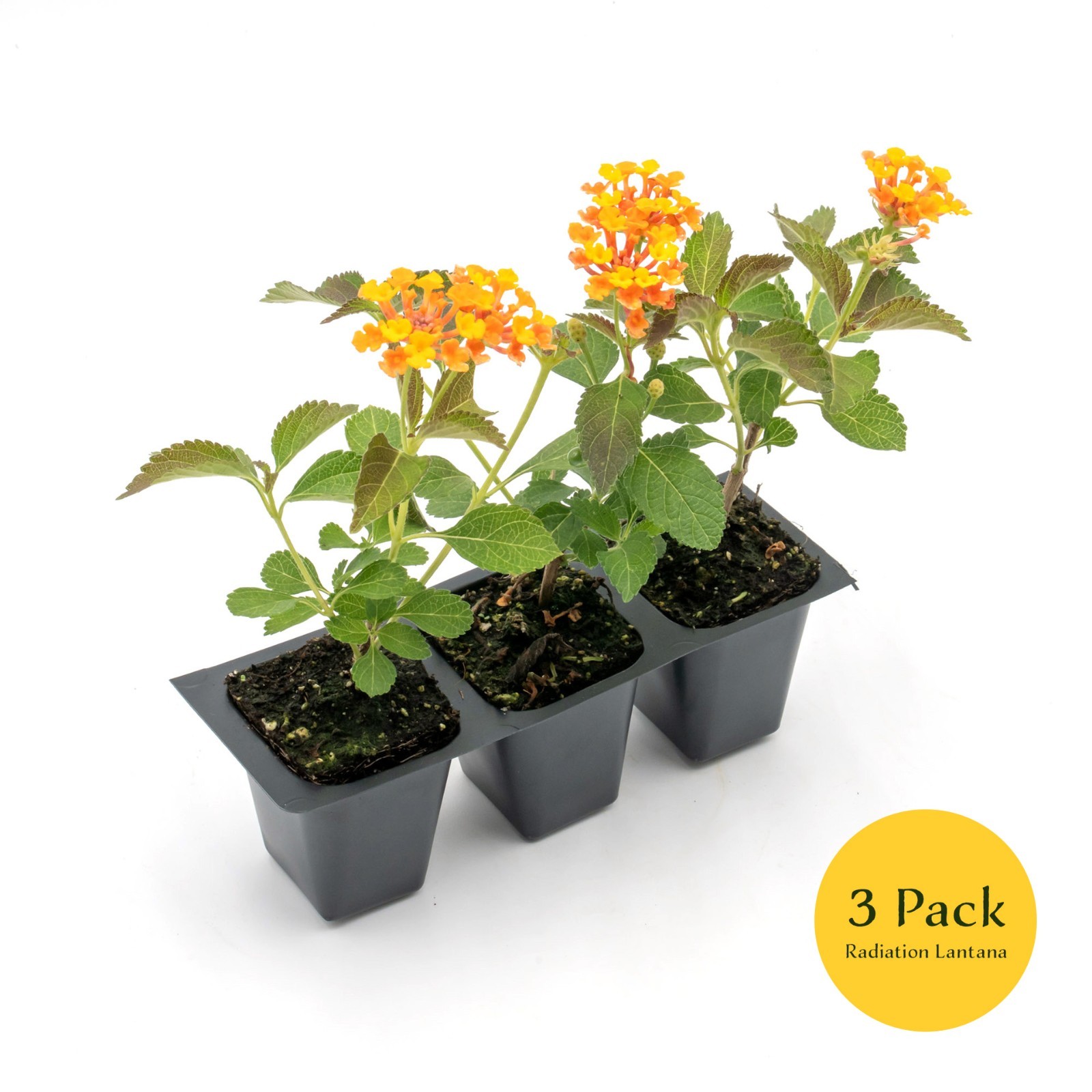 Radiation Lantana Bushes, Live Plants in 2.5″ Cubes (Lantana Camara ‘Radiation’)