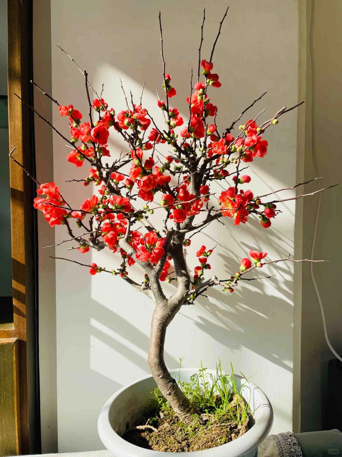 Japanese Flowering Quince ‘Chojukan’ Live Plant 2-3 Gal Chaenomeles Bonsai