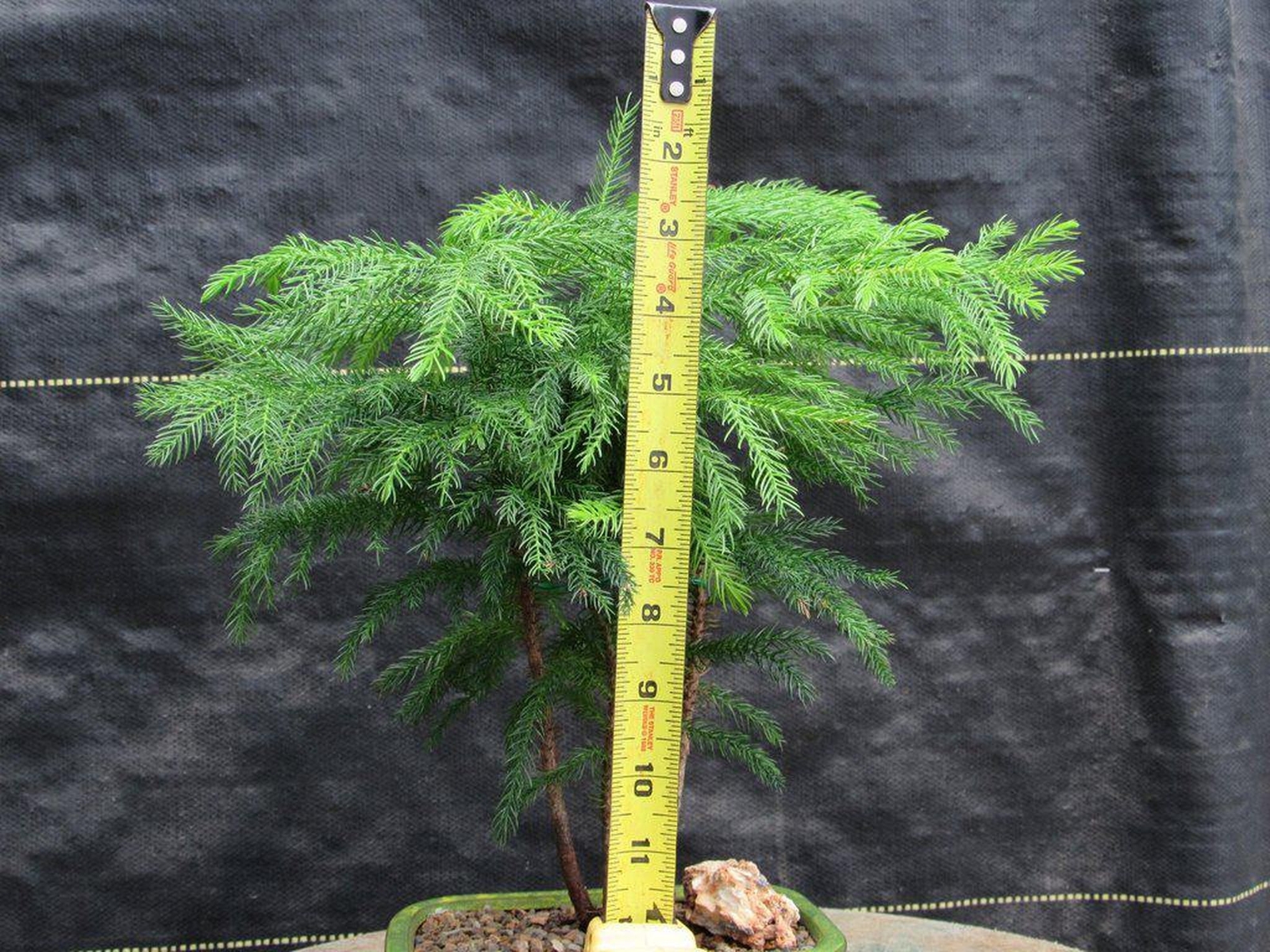 Norfolk Island Pine Bonsai Tree