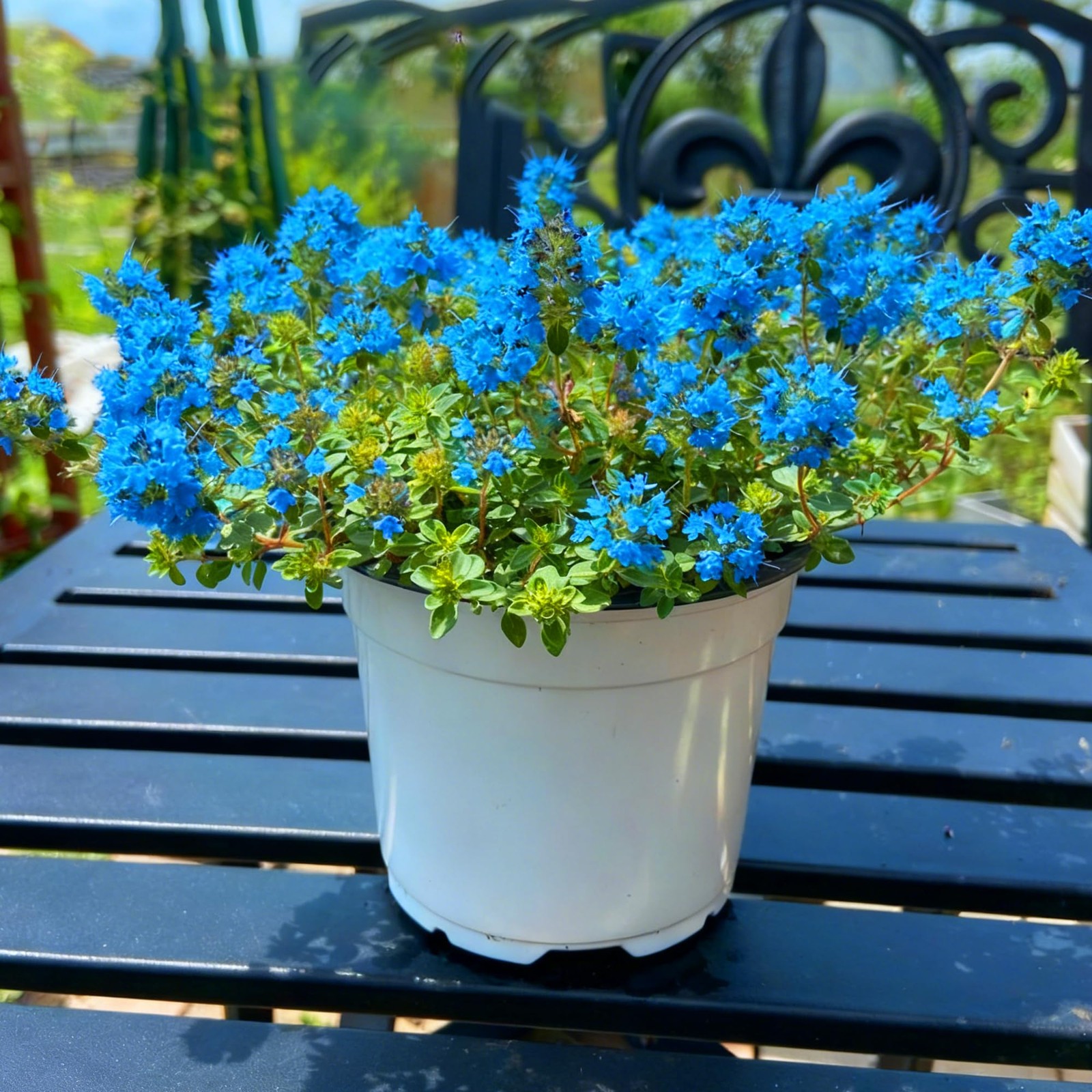 Blue Creeping Thyme Ground Cover Flower Seeds for Planting, 20000+pcs Perennial