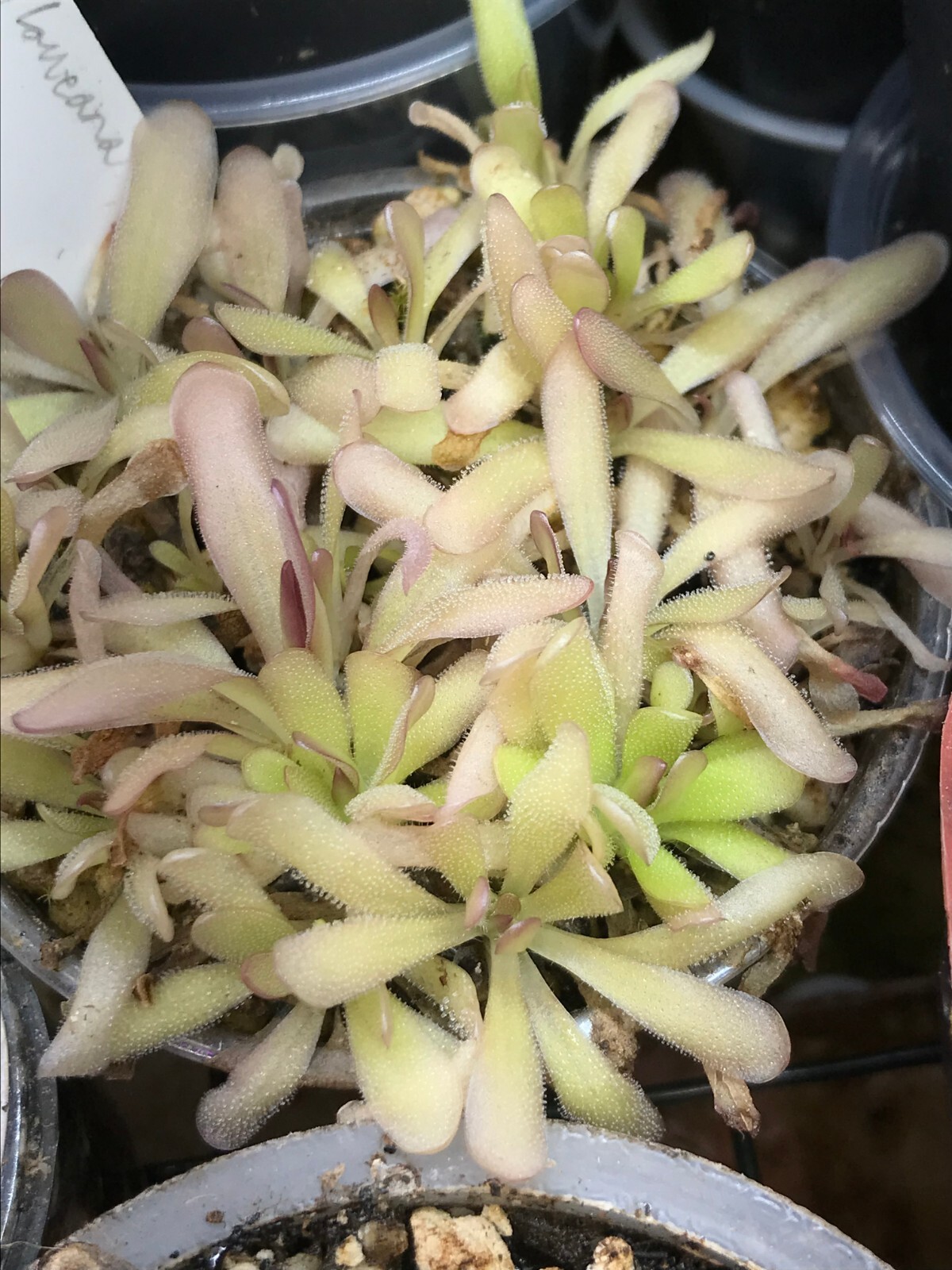 Pinguicula moctezumae x laueana SG Butterwort, Carnivorous Plant