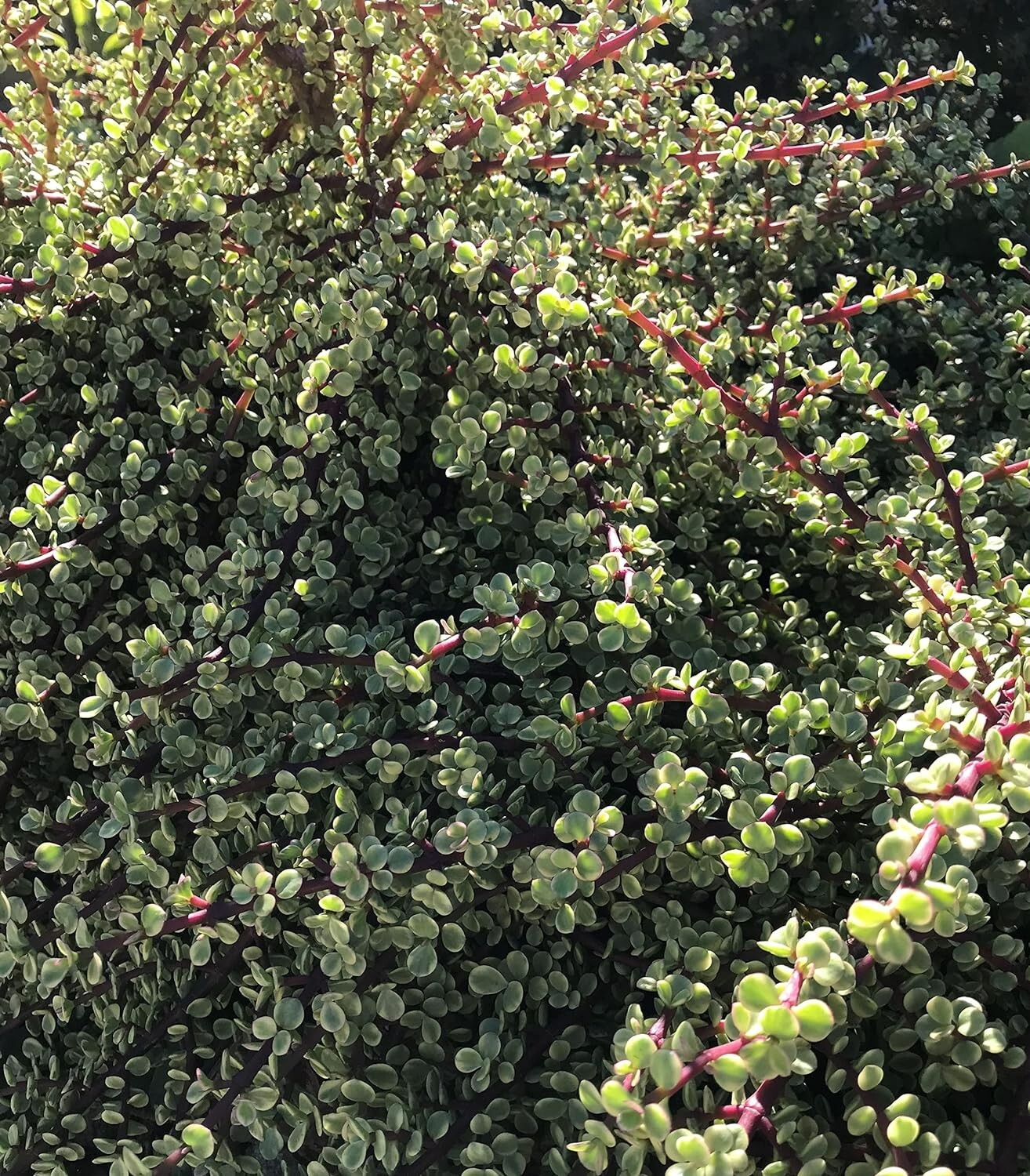 20 cuttings Rainbow Elephant Bush Portulacaria afra Succulent Cactus Live Plants