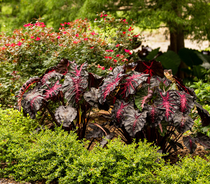 Colocasia Redemption Plant – 5-10″ Tal – Dark Red Elephant Ear Tropical Plant