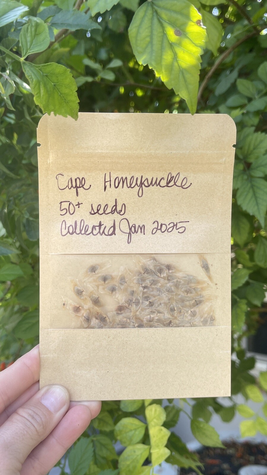 🌿Cape HoneySuckle 50+ Seeds Flower Plant Attract Hummingbirds & Bees