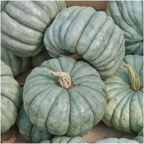 Spooky Mixture Pumpkin Seeds For Planting (Cucurbita pepo / maxima)