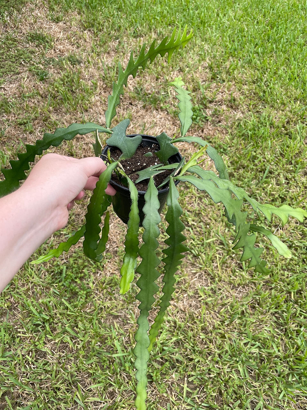 Disocactus Anguloger, Selenicereus Anthonynaus, RIC Rac Zip Zag Fishbone Cactus,