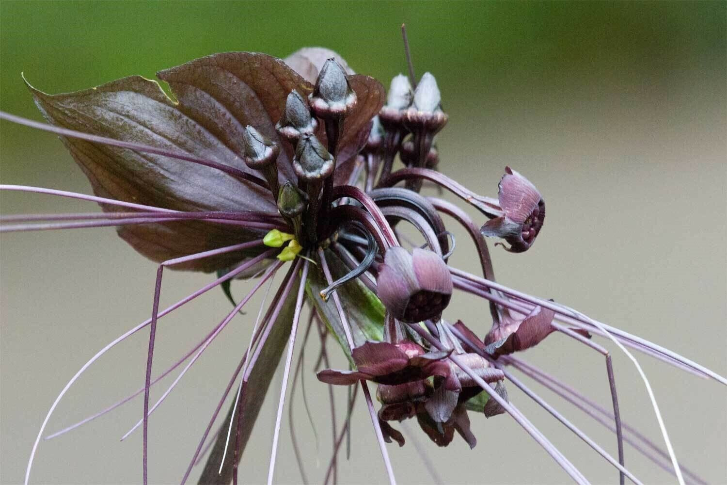 Black Bat Orchid Flower Seeds (Tacca chantrieri) RARE Tropical Garden Houseplant