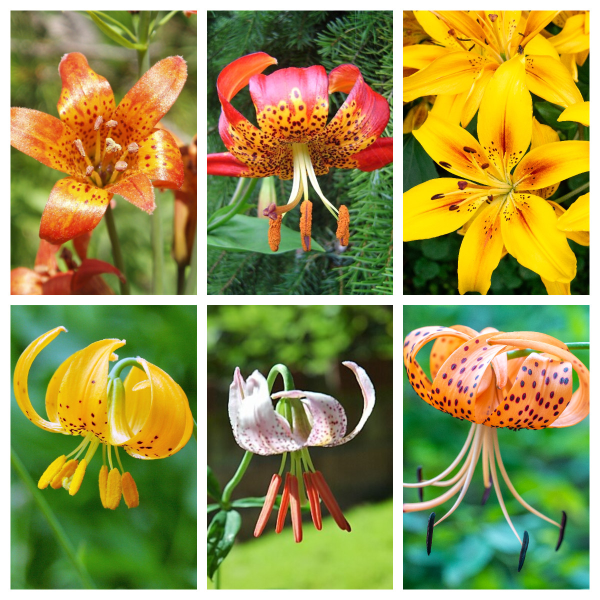 15 WESTERN HYBRIDS LILY Tiger Leopard Lemon Alpine Color Mix Lilium Flower Seeds