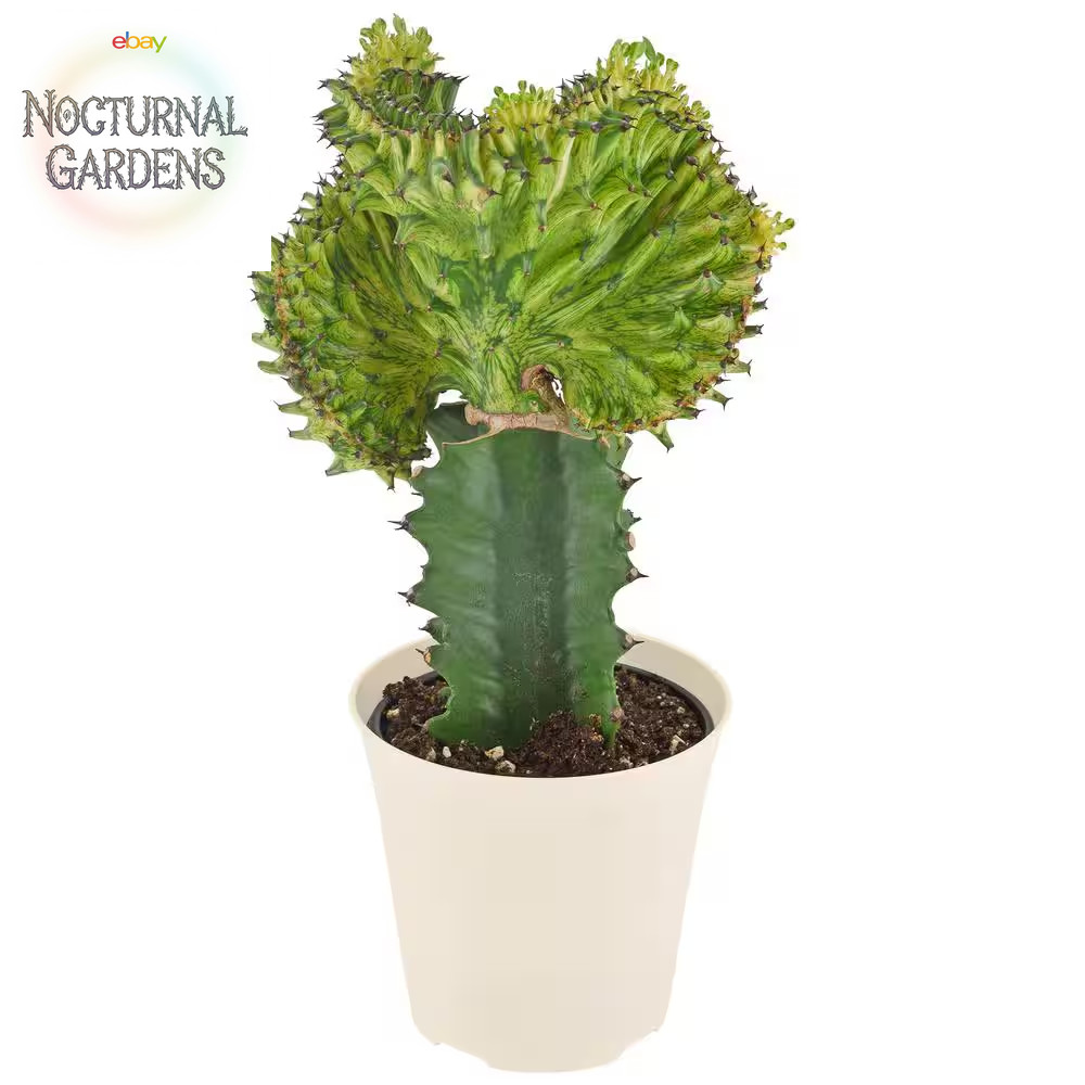 4 In. Green Marmaid Tail Coral Cactus Live Indoor Plant in Beige Plastic Pot Cov