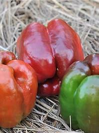 Pepper Quadrato D’Asti Rosso 250 seeds