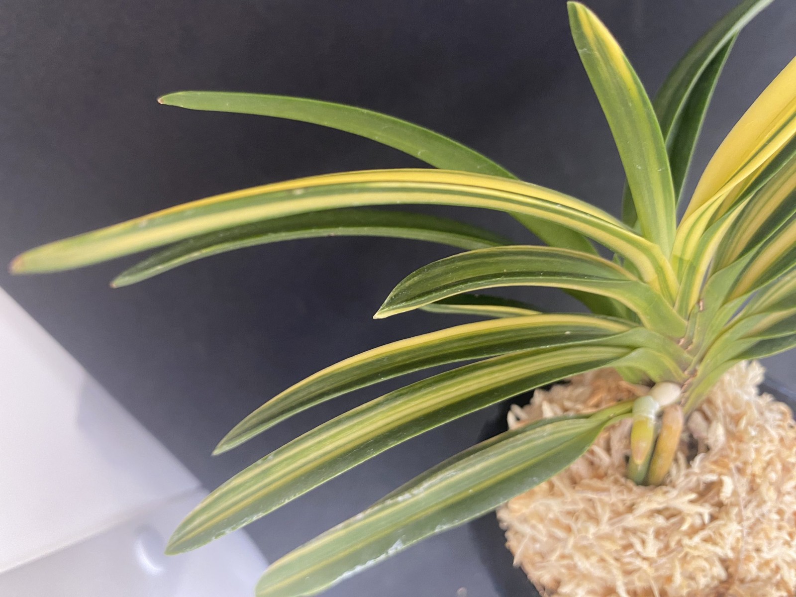 Neofinetia falcata A325DK124. TENRYO 天領