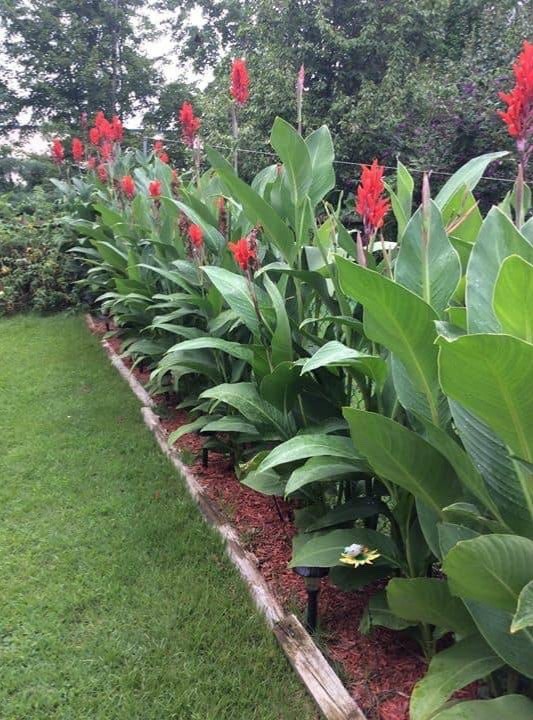 Lot Of 5 Magnificent Red Hummingbird 6-8′ Tall Canna Lilly Bulbs Free Shipping